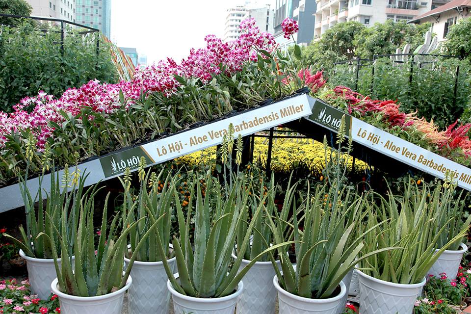 Lô hội Aloe Vera Barbadensis Miller xuất hiện tại đường hoa Nguyễn Huệ 2016 do Công ty TNHH TM Lô Hội nhân giống và trồng tại TP.HCM